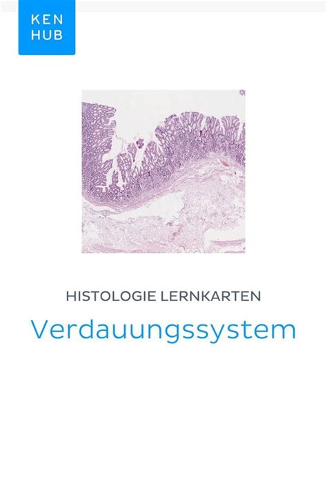 download Histologie Lernkarten: Verdauungssystem